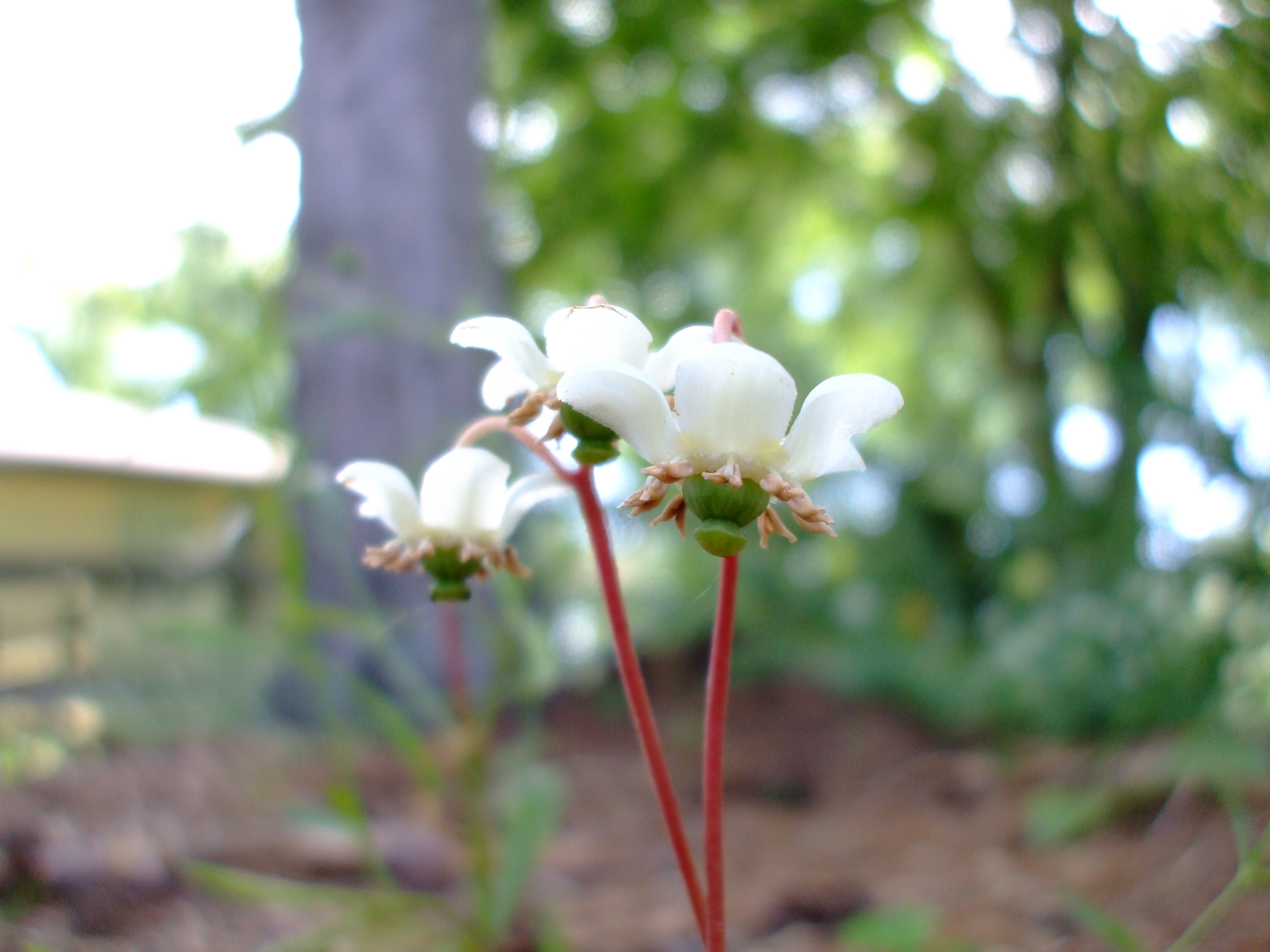 Chimaphila maculata